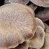 Organic Black King Mushroom Grow Kit Fruiting Block